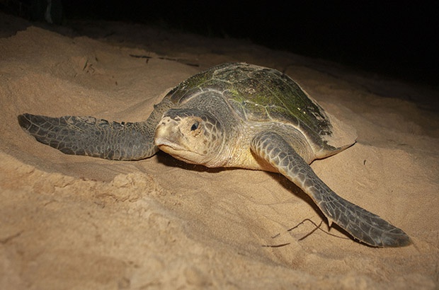 Estudo de longa duração revela que o Brasil abriga a segunda maior área de desova de tartaruga-oliva do Atlântico
